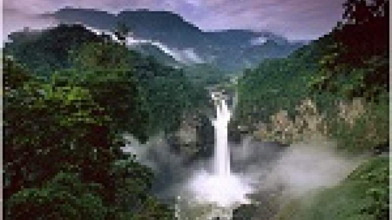 إحصاء 390 بليون شجرة في غابة الأمازون