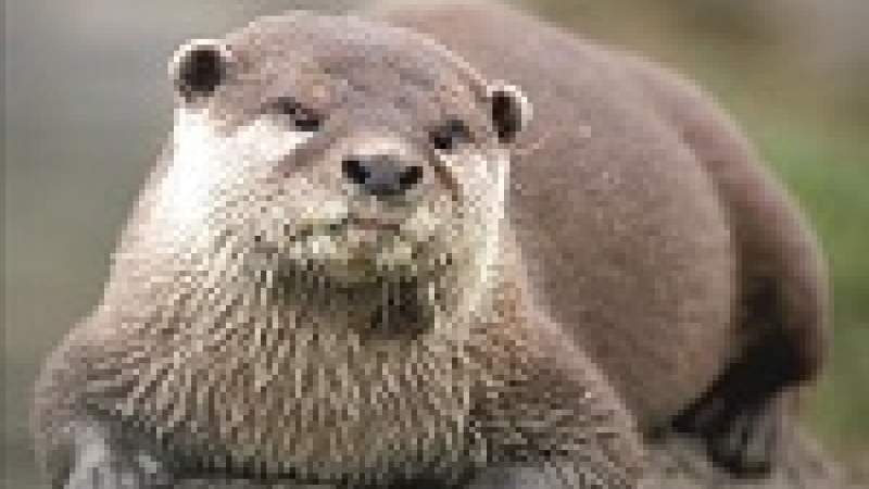 ثعلب الماء في حمى عنجر ـ كفرزبد