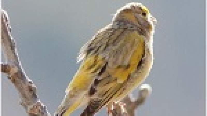 خمسة أنواع مهدّدة بالانقراض تعبر فوق لبنان: اصطياد الطيور بالكــاميرا أكثر متعة 