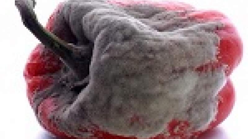 مخاطر العفن وسُبل القضاء عليه