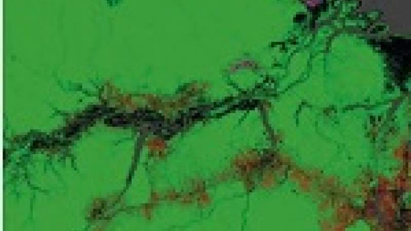 غوغل إيرث يكشف فقدان 1,5 مليون كيلومتر مربع من الغابات