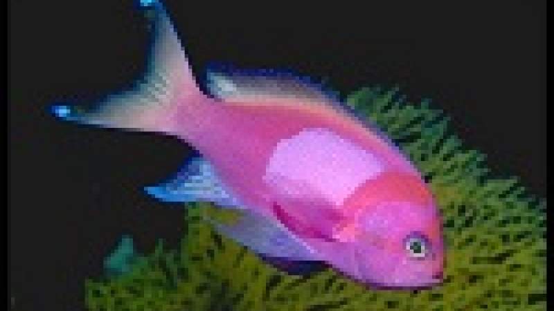 الزئبق السام يتغلغل في أربعة في أخماس أسماك العالم