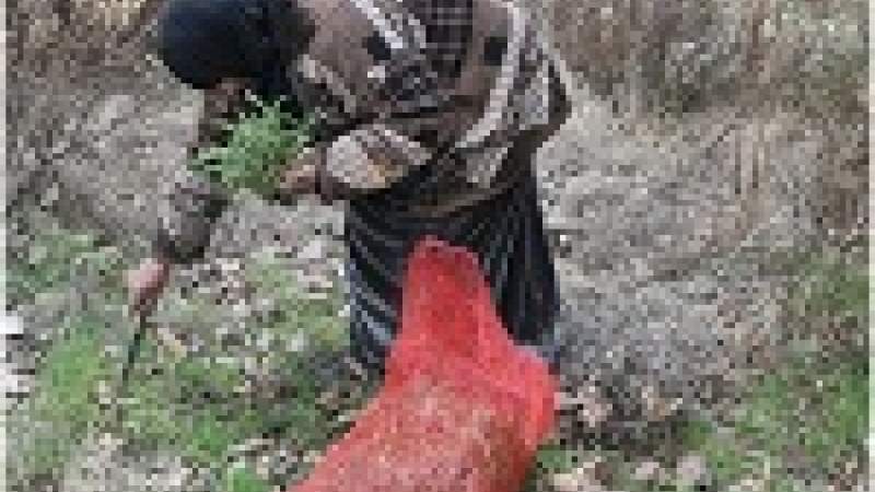 أم مسعود وفوائد الأعشاب البريّة 