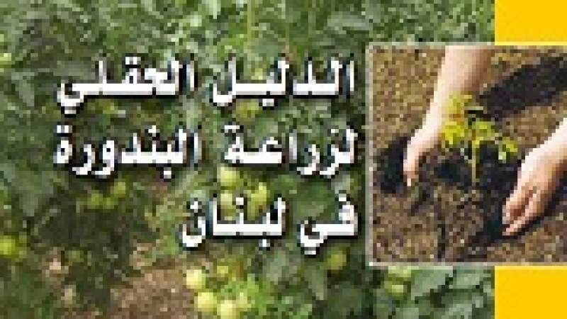 الدليل الحقلي لزراعة البندورة في لبنان