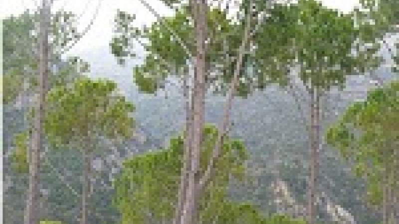 الصنوبر يحتكره التجّار.. والمزارع يتكبّد التعب