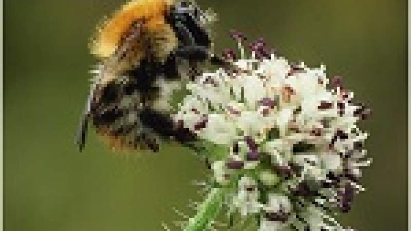 دراسة: ربع انواع نحل تلقيح المحاصيل في اوروبا تواجه خطر الانقراض