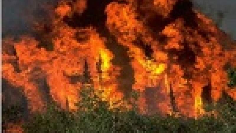 مشروع للحد من حرائق الغابات في كفتون