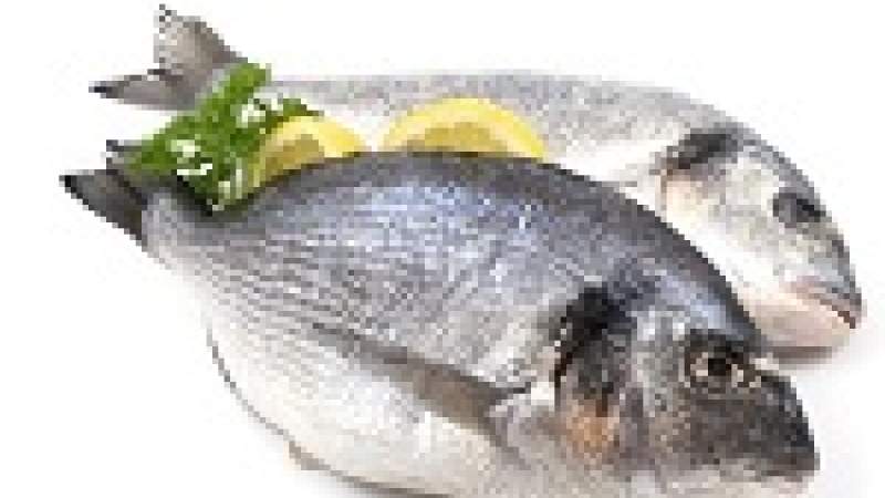 السمك وزيته عنصر توازن صحي وبيئي