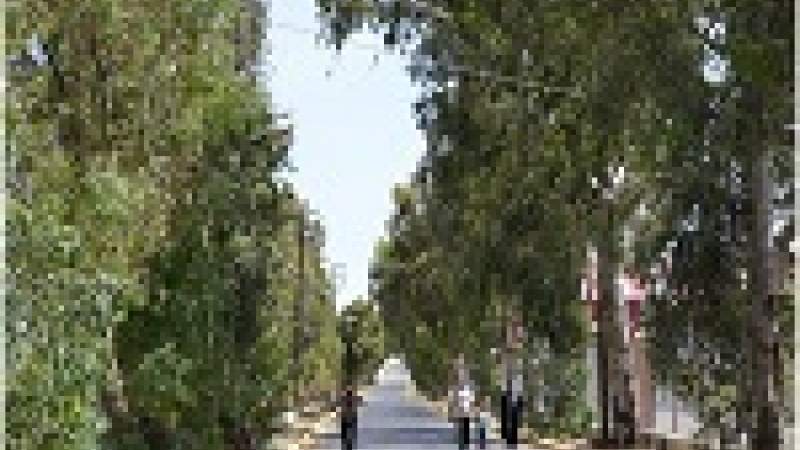 الإعمار والازدهار يهدّدان أشجار الكينا