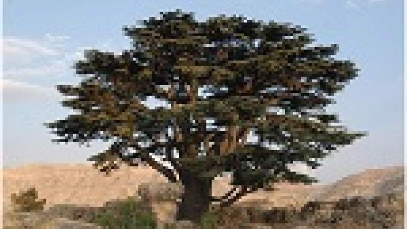 هل تعود الحشرات الفتاكة إلى غابات أرز تنورين؟