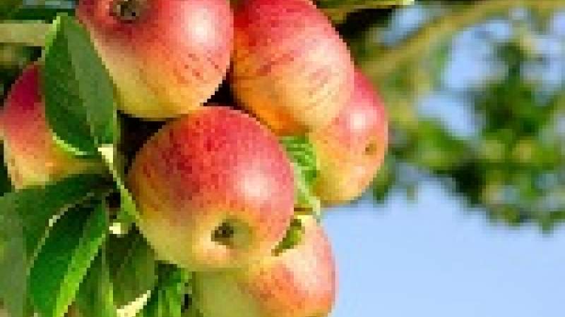 زراعة التفاح