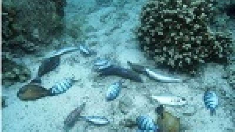 خبراء يوصون بخطة خمسية لانقاذ المحيطات من الصيد الجائر والتلوث