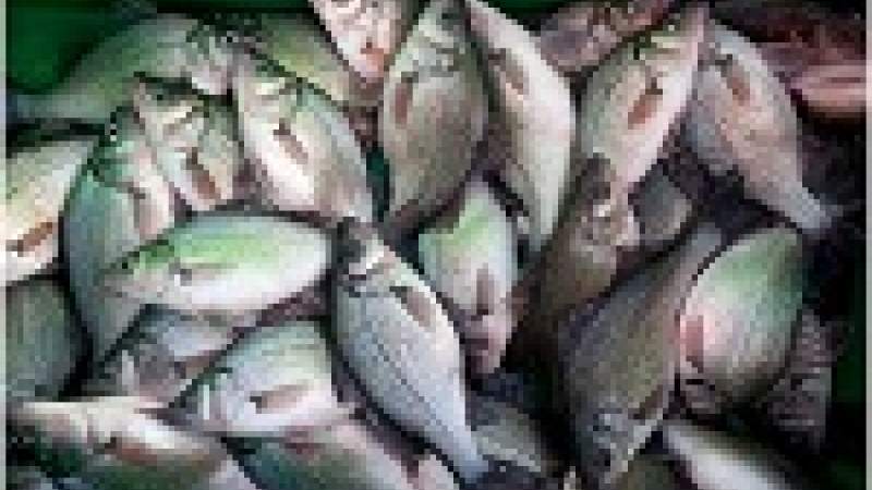 إزالة الغابات تضر بالثروة السمكية