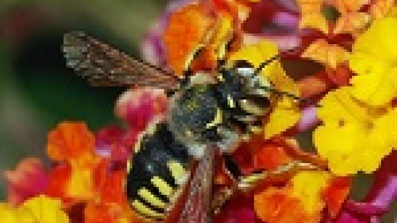 المبيدات الزراعية تهدد الطيور والديدان والنحل