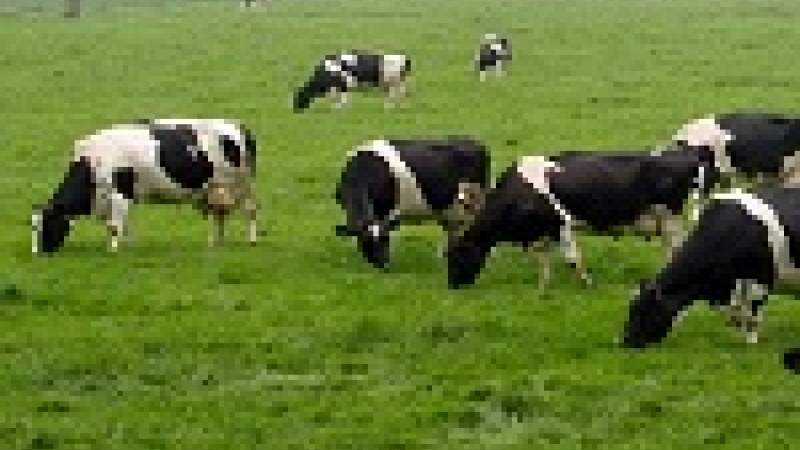 تربية الأبقار تلقي أحمالاً ثقيلة على البيئة