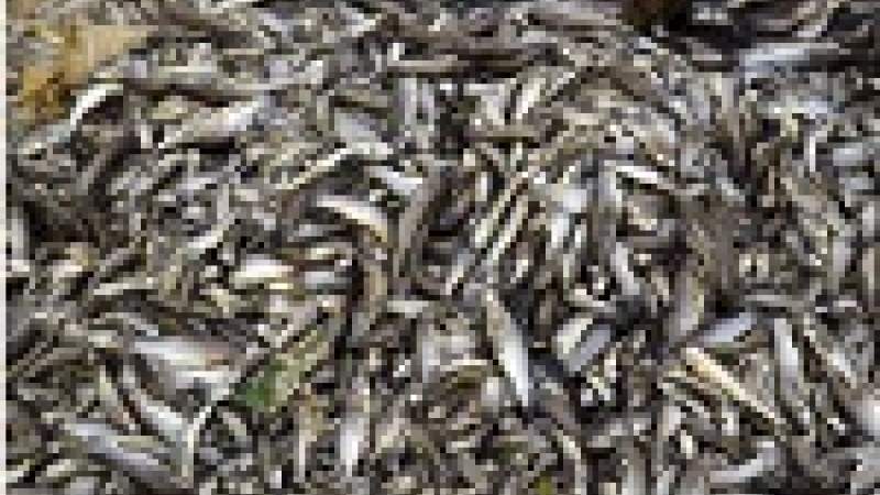 استخدام السموم للصيد يتسبب بمجزرة بحق السمك