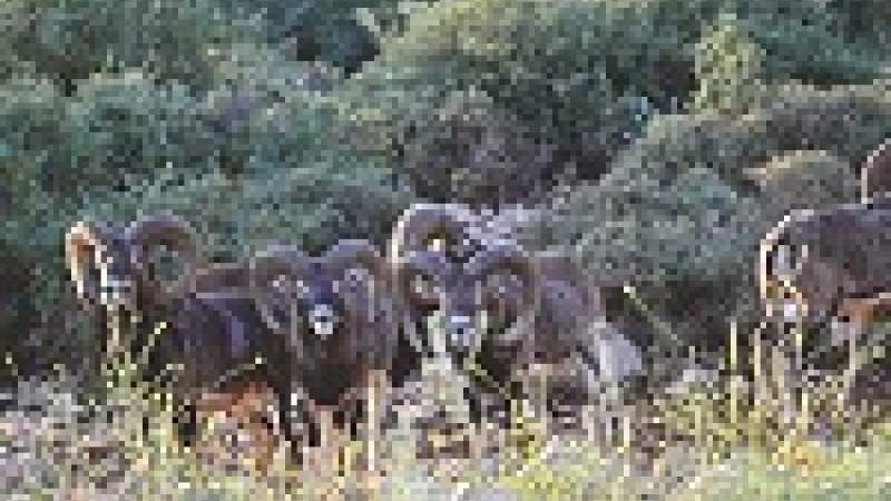 «الموفلان» النادر محمي في إهدن