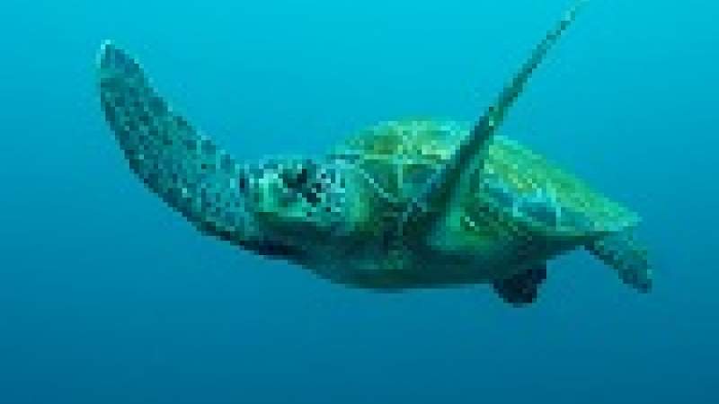 السلحفاة الخضراء 