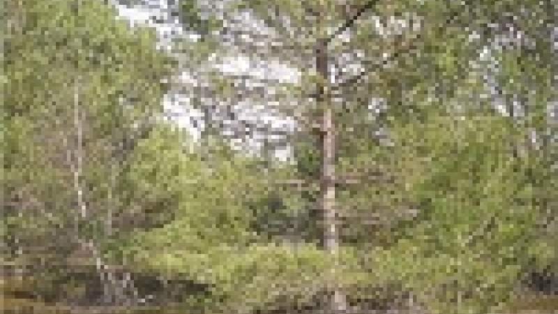 استخراج الكربون النشط من إبر الصنوبر