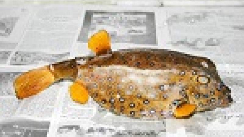 نوعاً جديداً من الأسماك في بحر صور 12 