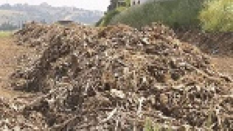 «سماد عضوي» من بقايا الموز وروث البقر