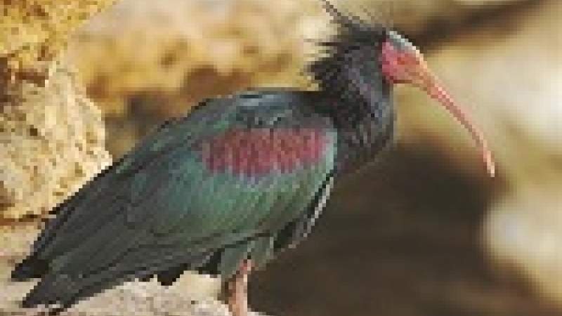 أين «زنوبيا» ومن يحميها؟