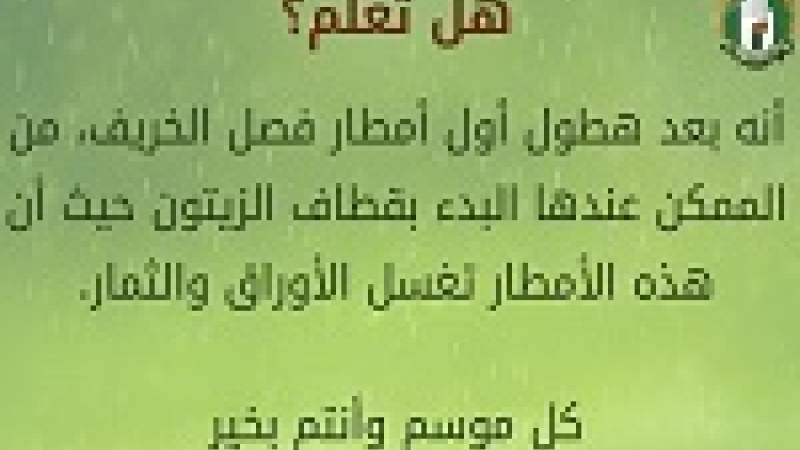 قطاف الزيتون