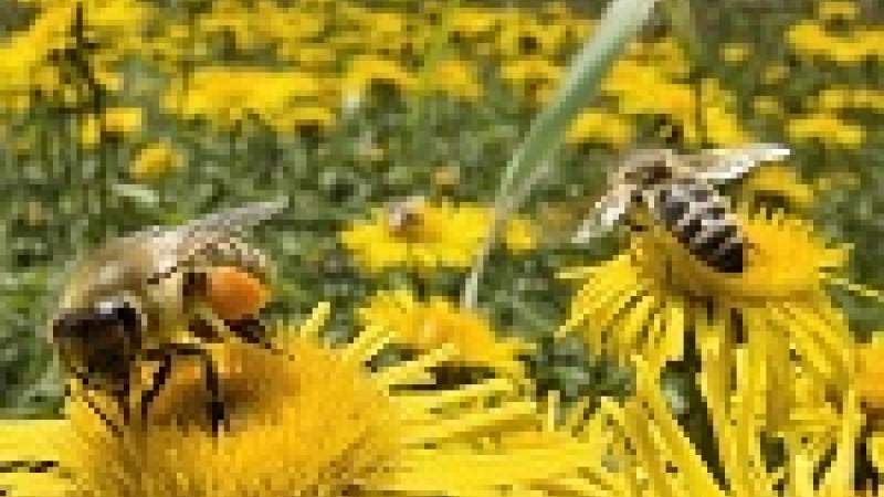 إتصال النحل ببعضها البعض!