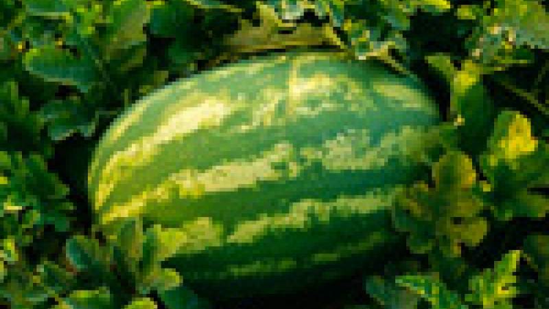 كلفة زراعة البطيخ