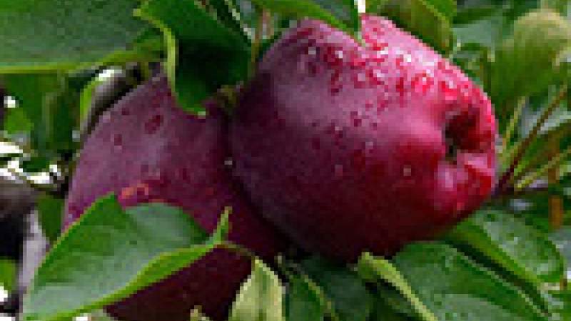 الكلفة الوسطية لزراعة التفاح في البقاع 