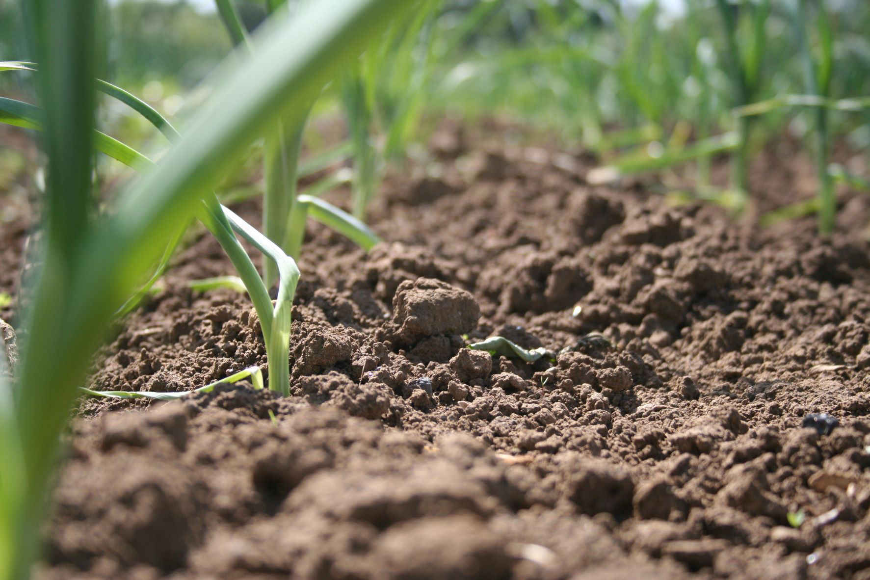 تستضيف التربة أكثر من 25% من التنوع البيولوجي العالمي في التربة (FAO)