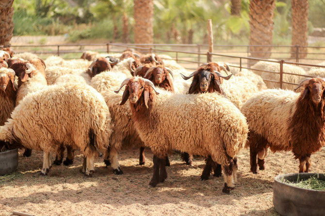 تزاوج الأغنام 