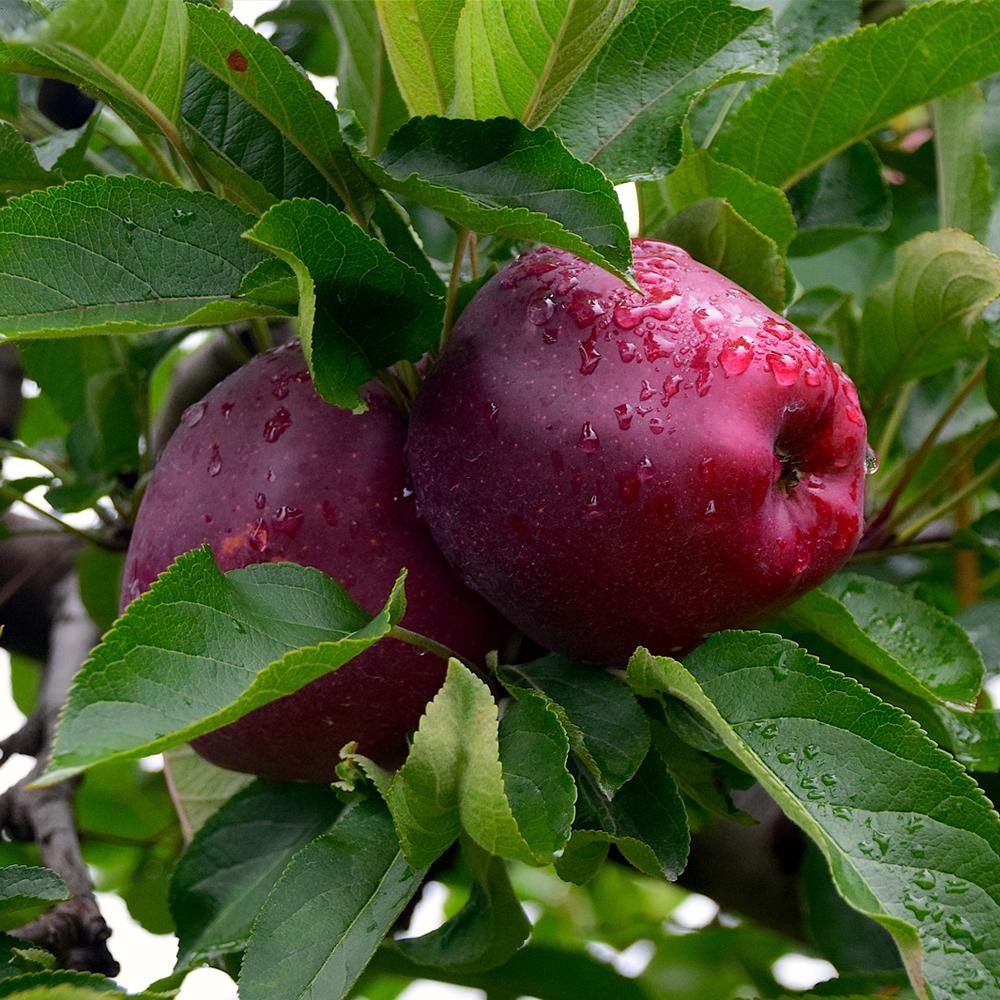 زراعة التفاح في البقاع
