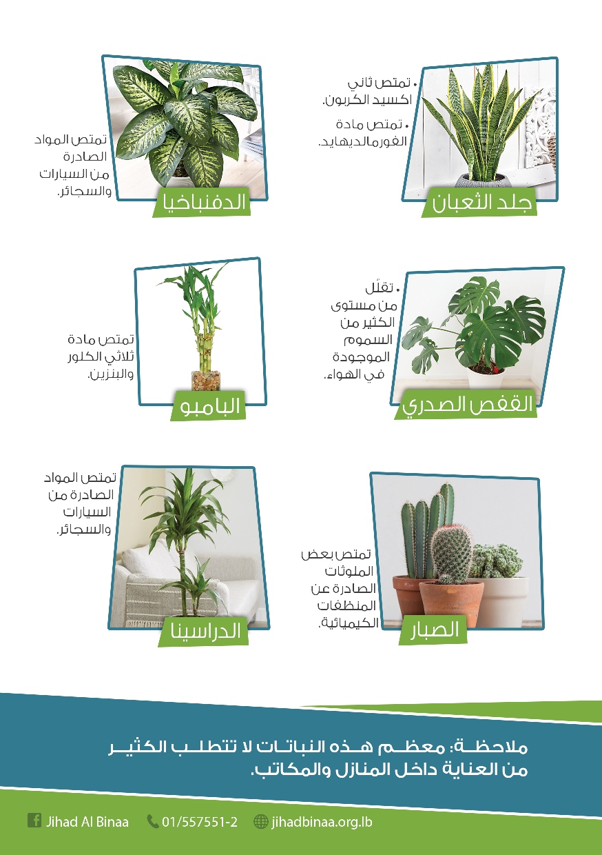 النباتات المنقية للجو